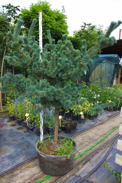 Pinus parviflora Negishi у японському стилі